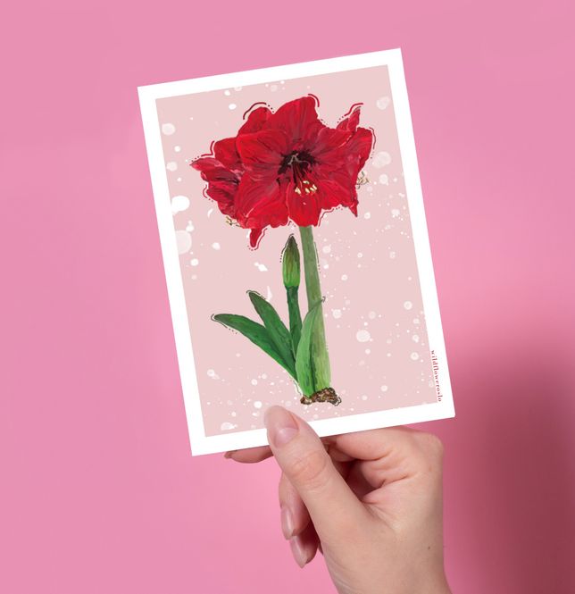 Hovedbilde Amaryllis A6 
