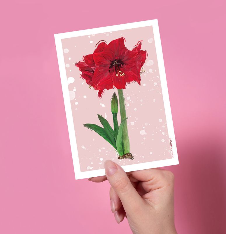 Amaryllis A6 